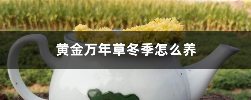 黄金万年草冬季怎么养 黄金万年草冬季怎么养