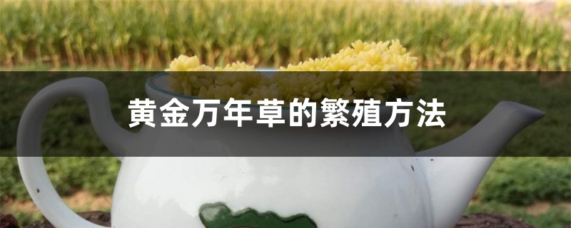 黄金万年草的繁殖方法 黄金万年草的繁殖方法