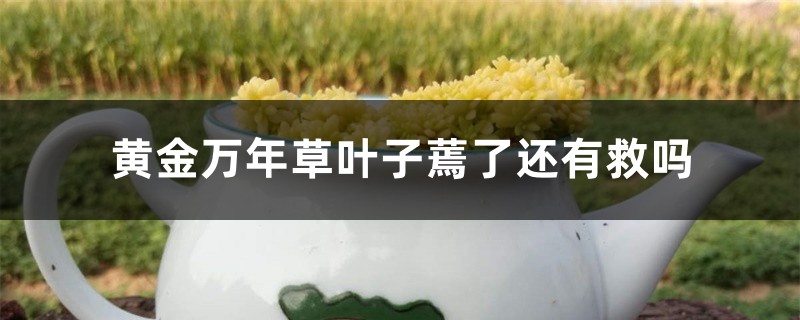 黄金万年草叶子蔫了还有救吗 黄金万年草叶子蔫了还有救吗