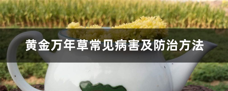 黄金万年草常见病害及防治方法 黄金万年草常见病害及防治方法