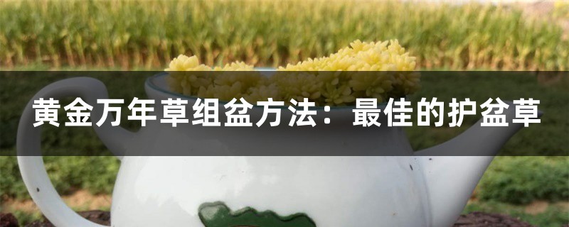 黄金万年草组盆方法:最佳的护盆草 黄金万年草组盆方法:最佳的护盆草