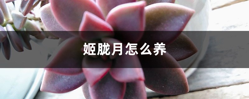 姬胧月怎么养 姬胧月怎么养