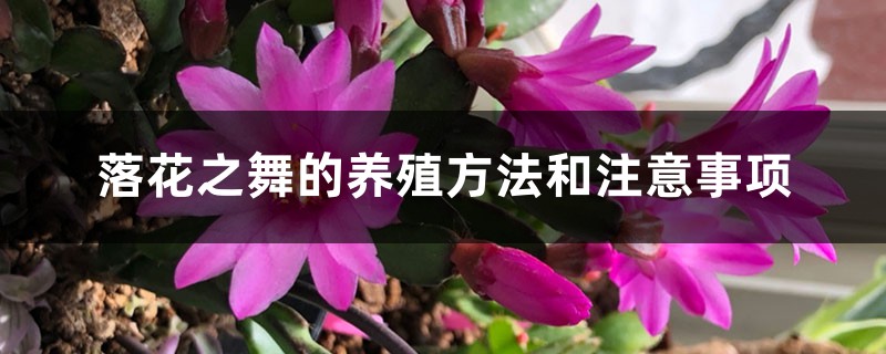 落花之舞的养殖方法和注意事项 落花之舞的养殖方法和注意事项