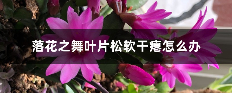 落花之舞叶片松软干瘪怎么办 落花之舞叶片松软干瘪怎么办
