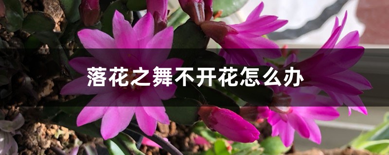 落花之舞不开花怎么办 落花之舞不开花怎么办