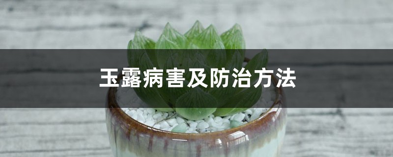 玉露病害及防治方法 玉露病害及防治方法