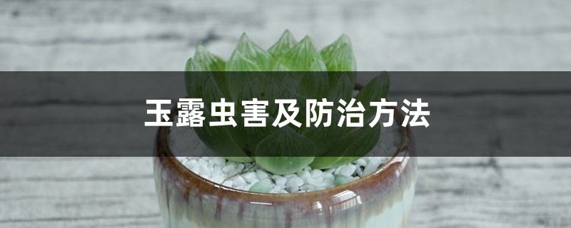 玉露虫害及防治方法 玉露虫害及防治方法