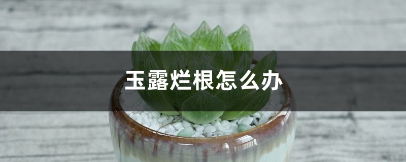 玉露烂根怎么办 玉露烂根怎么办