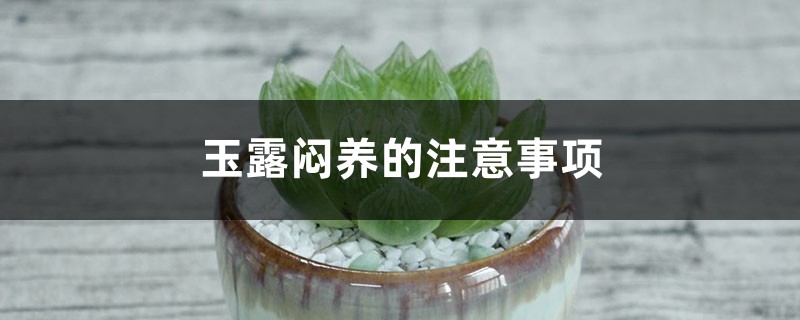 玉露闷养的注意事项 玉露闷养的注意事项