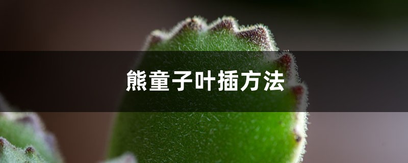 熊童子叶插方法 熊童子叶插方法