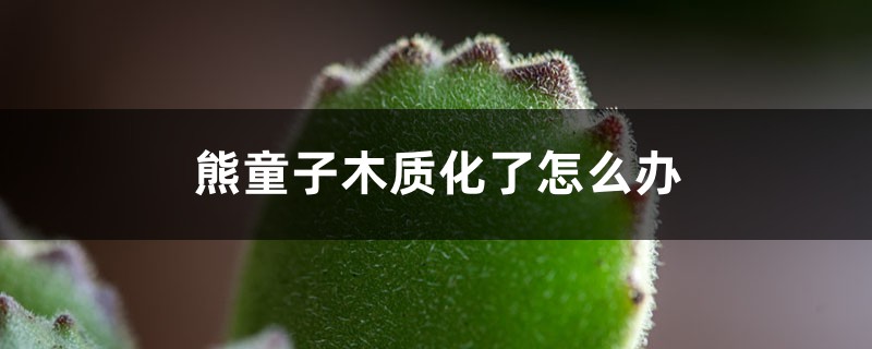 熊童子木质化了怎么办 熊童子木质化了怎么办