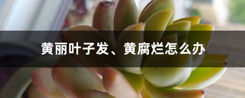 黄丽叶子发、黄腐烂怎么办 黄丽叶子发、黄腐烂怎么办