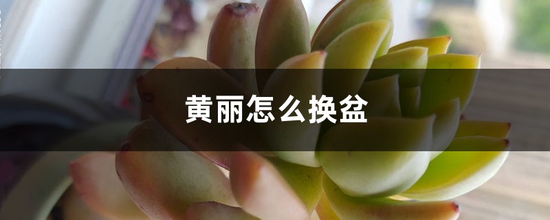 黄丽怎么换盆 黄丽怎么换盆