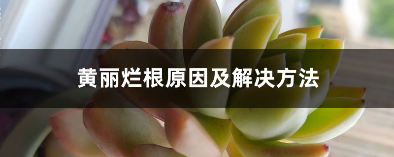 黄丽烂根原因及解决方法 黄丽烂根原因及解决方法