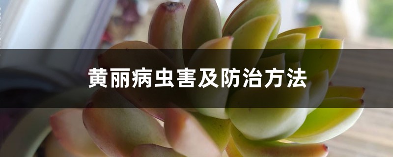 黄丽病虫害及防治方法 黄丽病虫害及防治方法