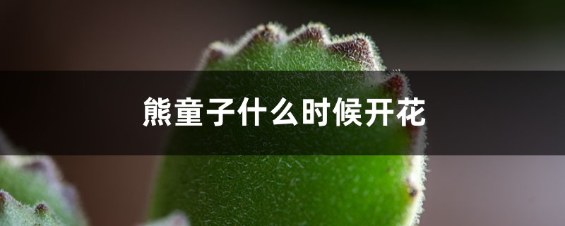熊童子什么时候开花 熊童子什么时候开花