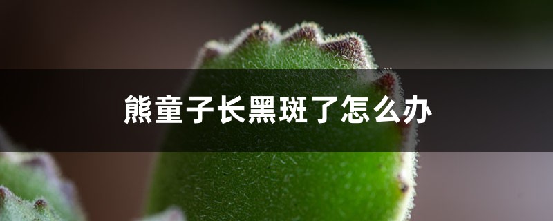 熊童子长黑斑了怎么办 熊童子长黑斑了怎么办