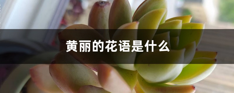 黄丽的花语是什么 黄丽的花语是什么