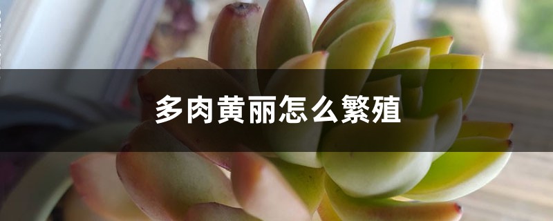 多肉黄丽怎么繁殖 多肉黄丽怎么繁殖