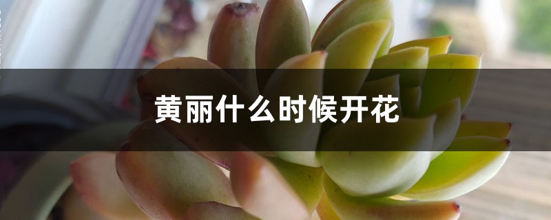 黄丽什么时候开花 黄丽什么时候开花