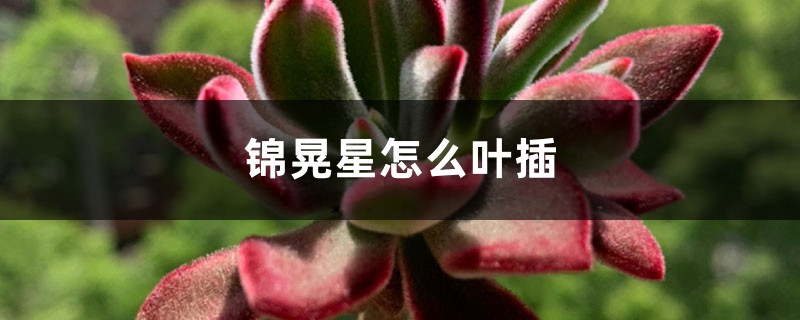 锦晃星怎么叶插 锦晃星怎么叶插