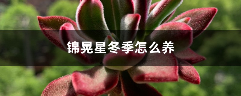 锦晃星冬季怎么养 锦晃星冬季怎么养