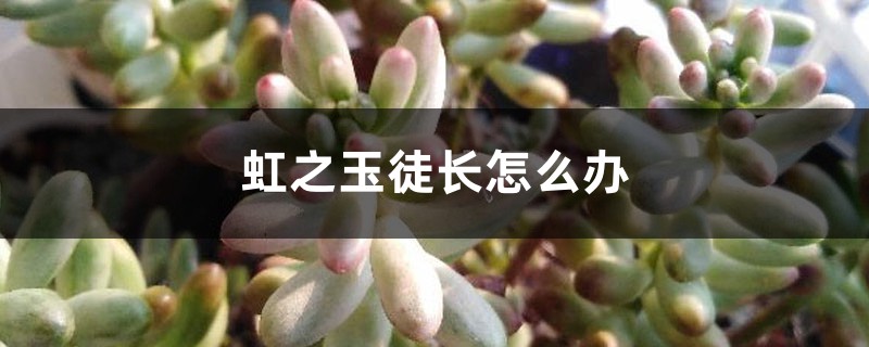 虹之玉徒长怎么办 虹之玉徒长怎么办
