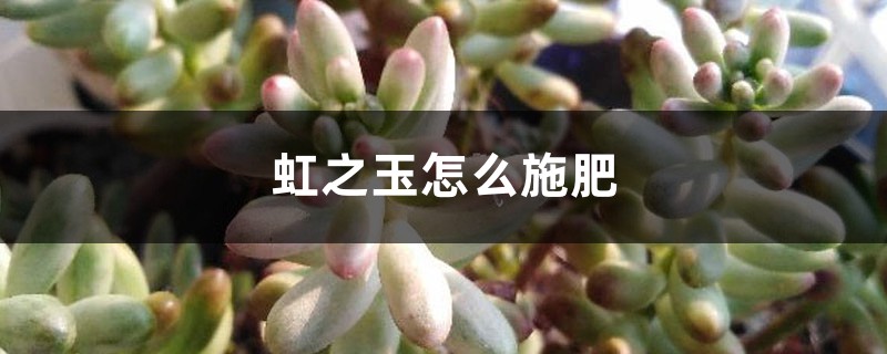 虹之玉怎么施肥 虹之玉怎么施肥