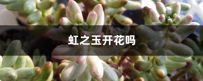 虹之玉开花吗 虹之玉开花吗