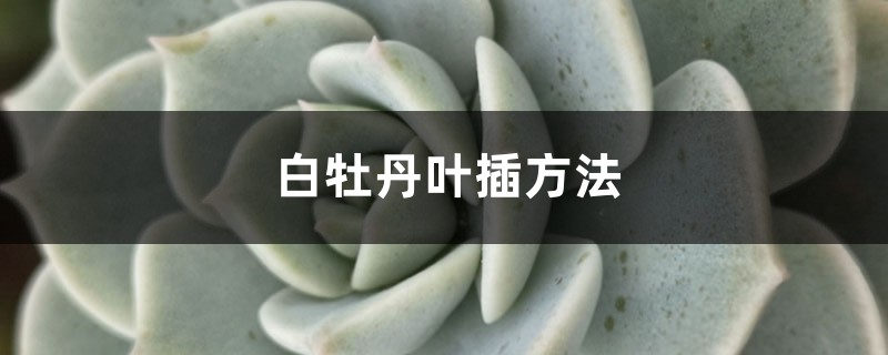 白牡丹叶插方法 白牡丹叶插方法