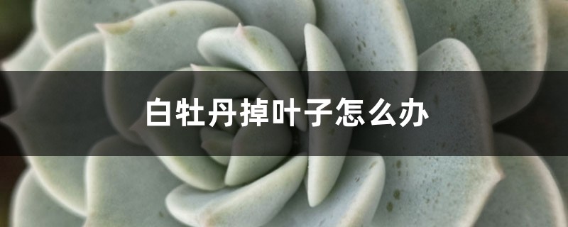 白牡丹掉叶子怎么办 白牡丹掉叶子怎么办