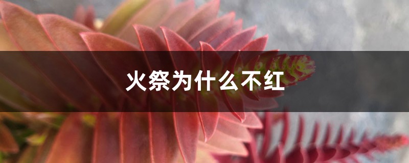 火祭为什么不红 火祭为什么不红