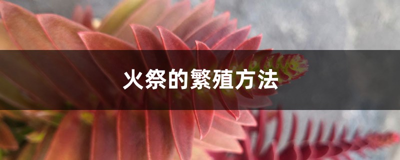 火祭的繁殖方法 火祭的繁殖方法