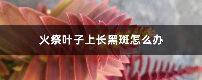 火祭叶子上长黑斑怎么办 火祭叶子上长黑斑怎么办