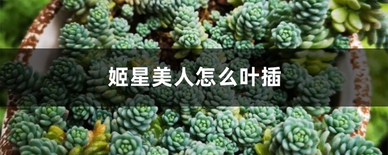 姬星美人怎么叶插 姬星美人怎么叶插