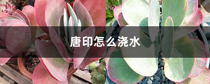 唐印怎么浇水