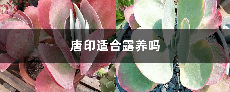 唐印适合露养吗 唐印适合露养吗