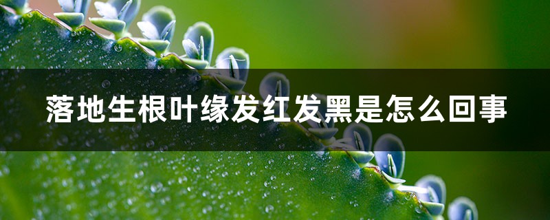 落地生根叶缘发红发黑是怎么回事 落地生根叶缘发红发黑是怎么回事
