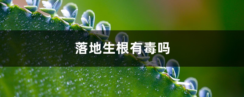 落地生根有毒吗 落地生根有毒吗