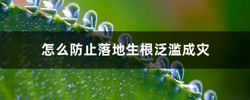 怎么防止落地生根泛滥成灾 怎么防止落地生根泛滥成灾