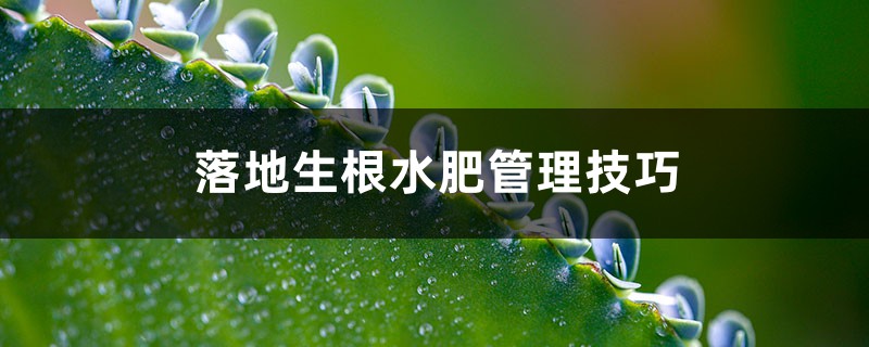 落地生根水肥管理技巧 落地生根水肥管理技巧