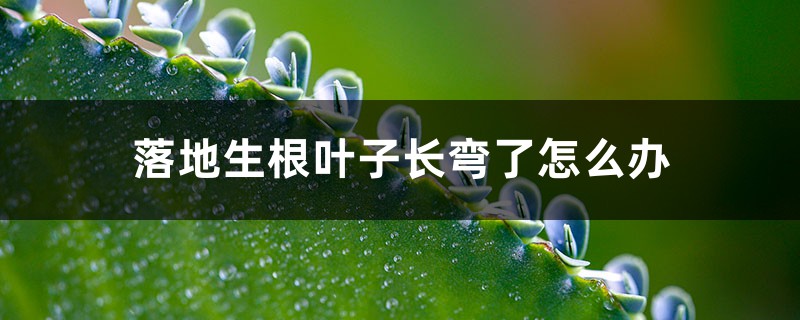 落地生根叶子长弯了怎么办 落地生根叶子长弯了怎么办