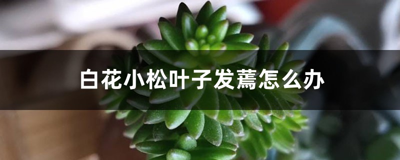 白花小松叶子发蔫怎么办 白花小松叶子发蔫怎么办