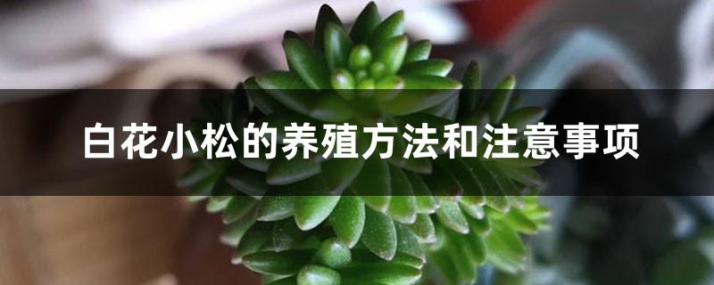 白花小松的养殖方法和注意事项 白花小松的养殖方法和注意事项