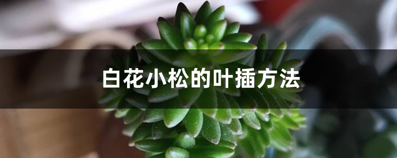 白花小松的叶插方法 白花小松的叶插方法