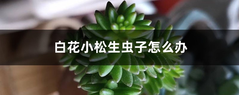 白花小松生虫子怎么办 白花小松生虫子怎么办
