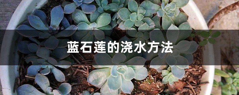 蓝石莲的浇水方法 蓝石莲的浇水方法