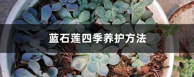 蓝石莲四季养护方法 蓝石莲四季养护方法