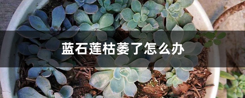 蓝石莲枯萎了怎么办 蓝石莲枯萎了怎么办