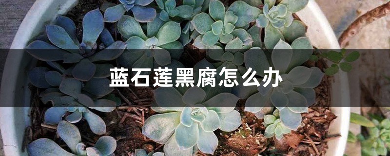 蓝石莲黑腐怎么办 蓝石莲黑腐怎么办